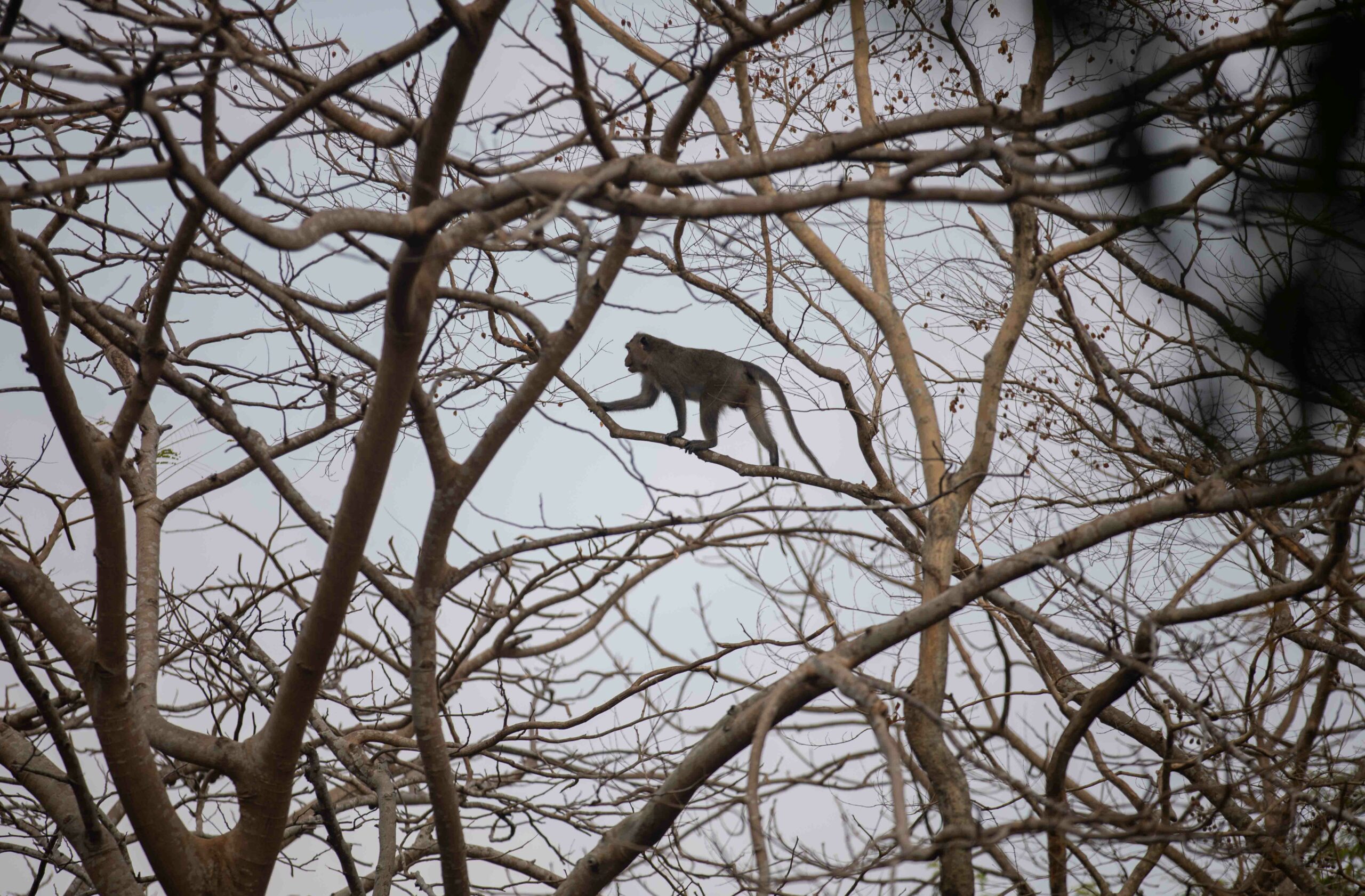 Cambodian monkey exports to Canada for lab tests are surging, fueling health concerns
